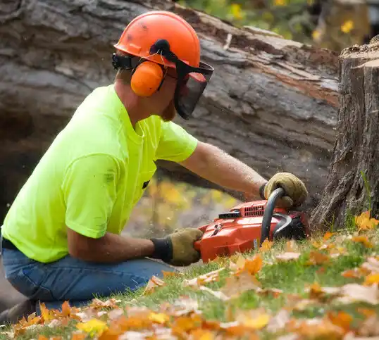 tree services Middleburg Heights